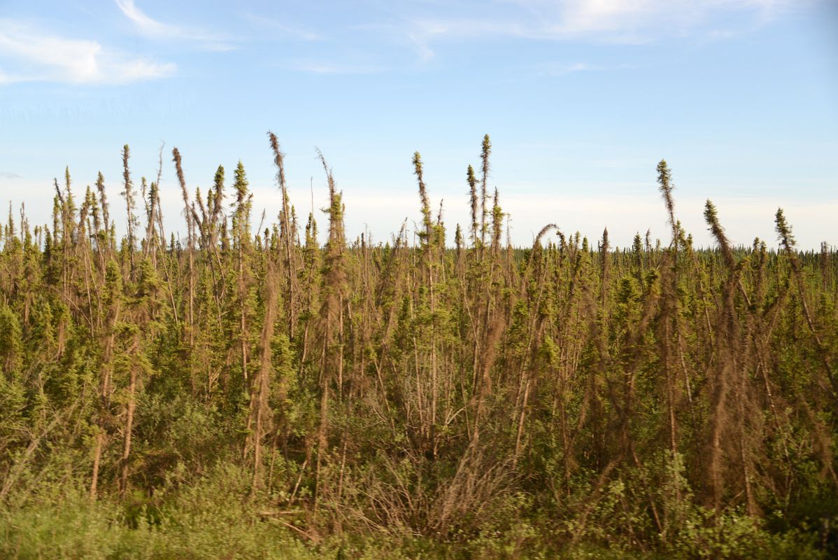 04D Small Trees Next To The Dempster Dirt Highway Between MacKenzie River Ferry And Fort McPherson Northwest Territories On Day Tour From Inuvik To Arctic Circle